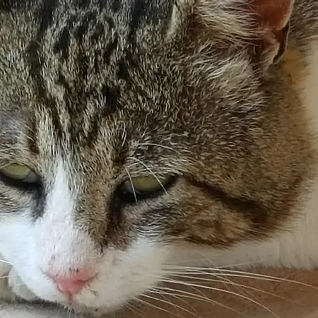 I Terzieri 페렌틸로